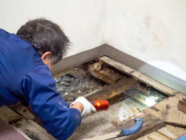 Best Crawl Space Mold Remediation in Washington Heights, NY
