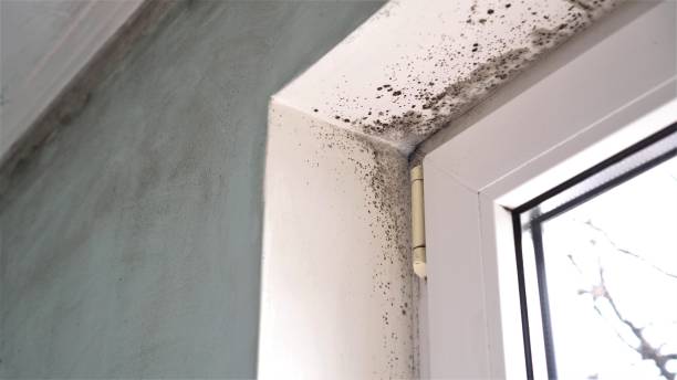 Best Post-Flood Mold Remediation in Washington Heights, NY