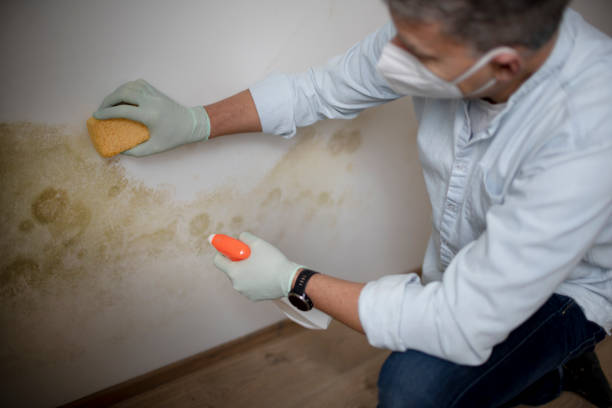 Best Emergency Mold Remediation in Washington Heights, NY