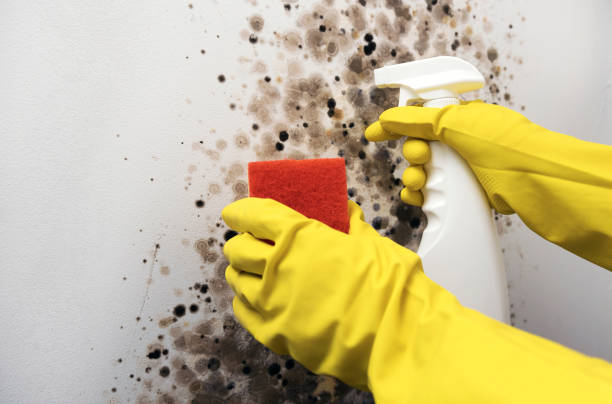 Best HVAC Mold Remediation in Washington Heights, NY