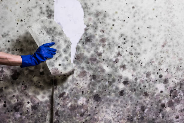 Best Basement Mold Remediation in Washington Heights, NY