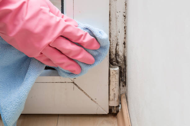 Best Industrial Mold Remediation in Washington Heights, NY